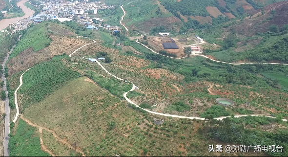 弥勒“芒果之乡”！要黄啦！远销北京等地！“荒山”变“金山”