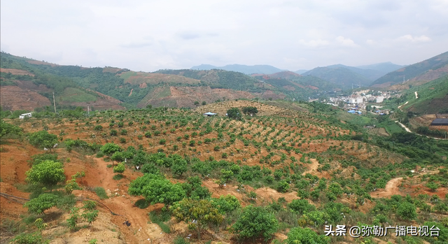 弥勒“芒果之乡”！要黄啦！远销北京等地！“荒山”变“金山”