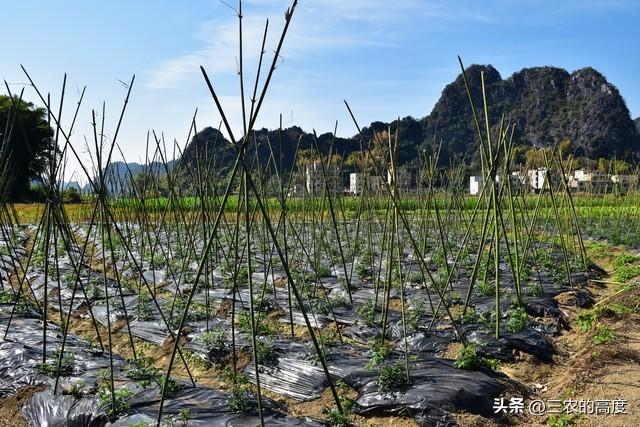 露地种番茄，这5条事项要注意，遵从5“不要”，少走弯路促生产