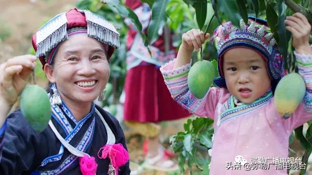 弥勒“芒果之乡”！要黄啦！远销北京等地！“荒山”变“金山”