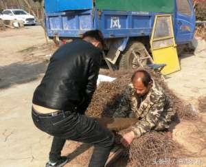 何首乌种植年收多少(亩效益3000多元的懒汉作物，种苗一涨再涨，农村人种植热情不减)