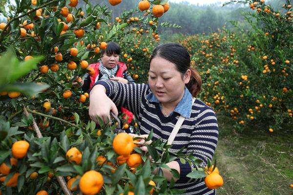 果农请为来年春天打好基础，6大果树栽种要点需掌握