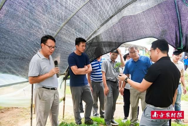 培育樱桃番茄健康好苗，攻坚粤西冬种优势产业