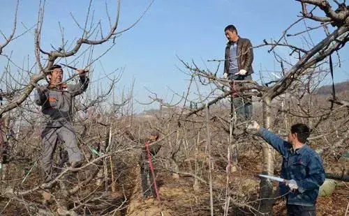 来谈谈樱桃树的修剪时期和主要修剪方法