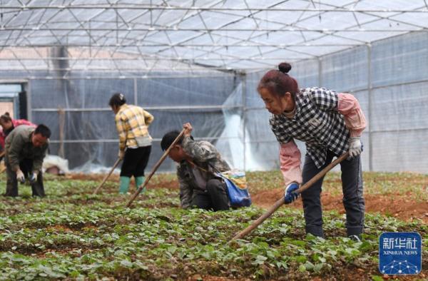 广西金秀：中药材种植助增收