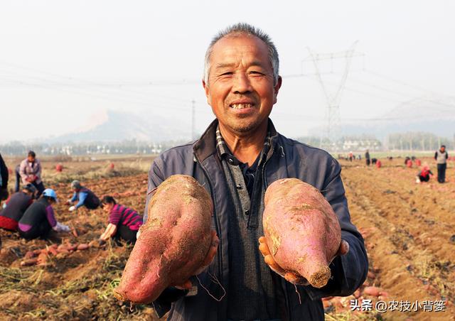 9月红薯膨大后期巧管理，每亩还能多收几百斤！具体怎么做？