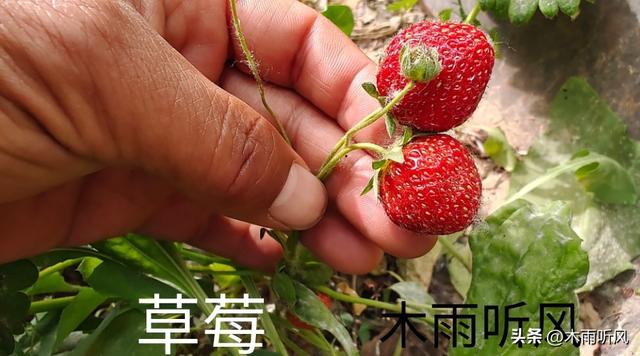 种植草莓，怎样育苗与管理？