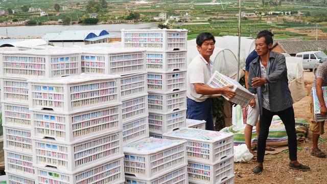 「今日宾川」标准化种植成效显 宾川葡萄效益好