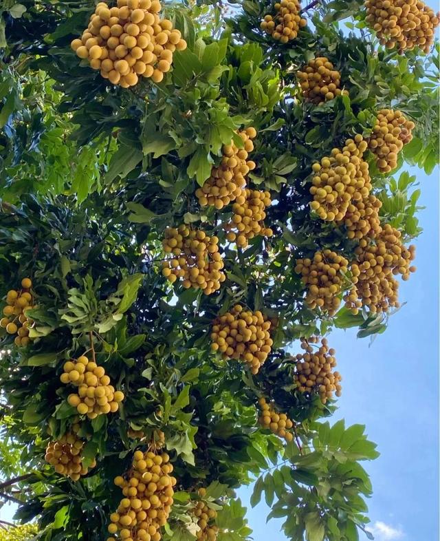 吃龙眼的季节到了，龙眼的种植技术