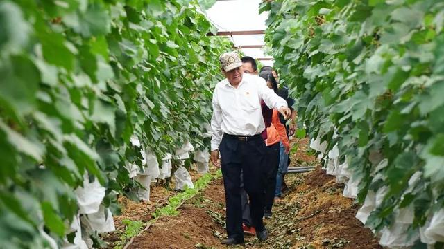 「今日宾川」标准化种植成效显 宾川葡萄效益好