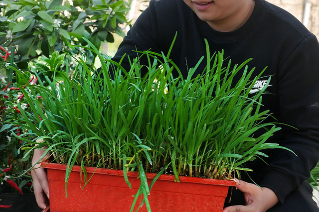 疫情买菜难？阳台种一盆，花盆撒点菜籽，20天就长成小菜园