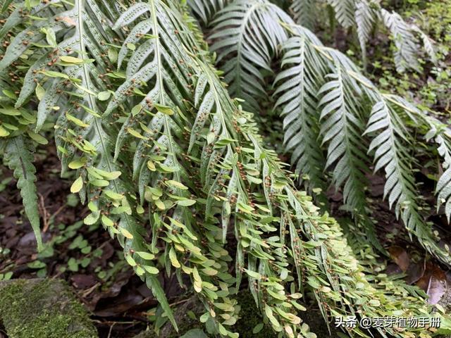 胎生的蕨类植物叶片上长出许多小珠芽，珠芽落地能长成新植株