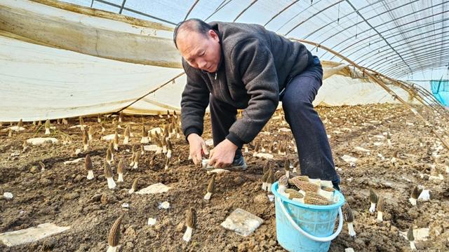 陕西鄠邑区：首次套种羊肚菌喜获丰收