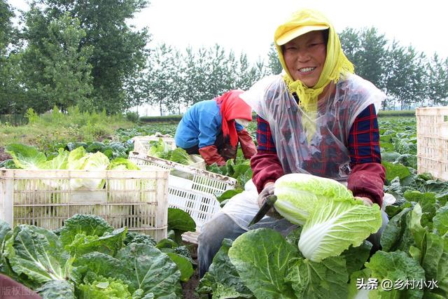 秋白菜什么时候移栽？如何移栽缓苗快？老农种植经验分享