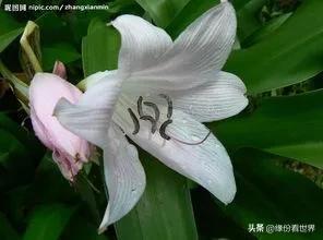 百合花的繁殖与养护