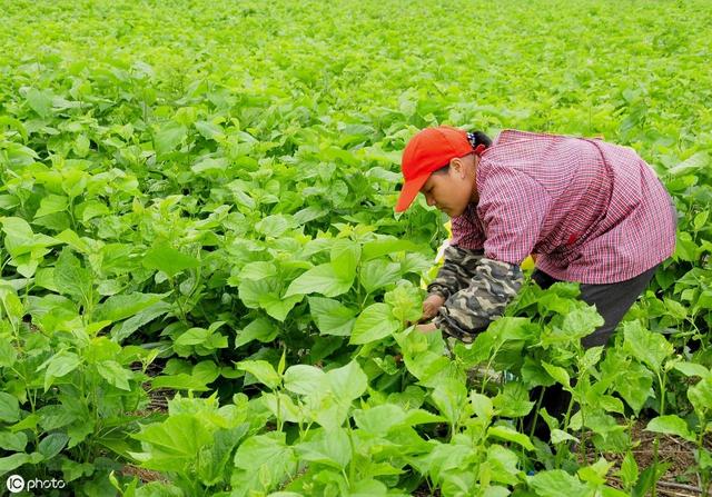 桑树栽培要注意什么？如何种植才能高产优质？看完以下5点就懂了