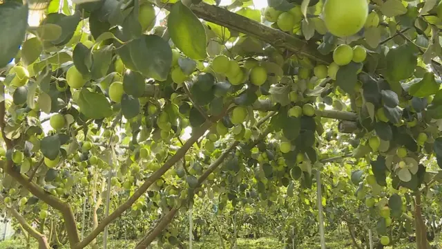 平和：青枣套种百香果，一份土地产生两份收益