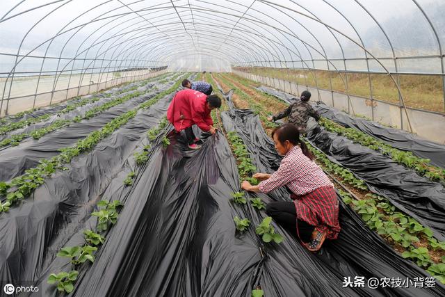 八九月份定植草莓刚刚好，这样栽种管理，缓苗成活率高不少