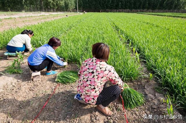 韭菜移栽好还是播种好？怎样才能年年高产稳产？教你几个方法