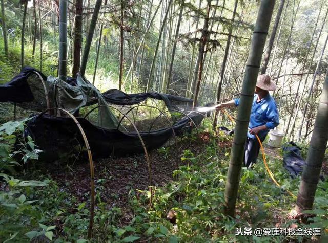 会不会种金线莲，就看你会不会浇水