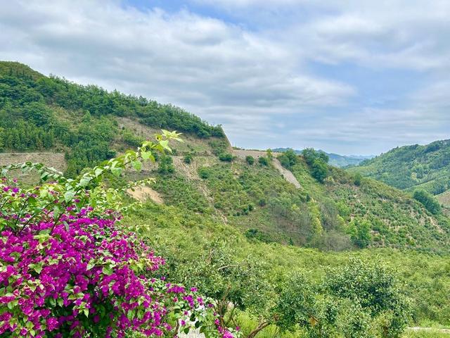 工行册亨支行：“种植e贷·油茶贷”助力油茶果变致富果