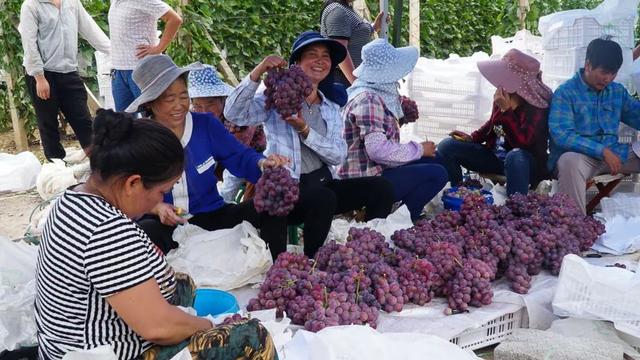 「今日宾川」标准化种植成效显 宾川葡萄效益好