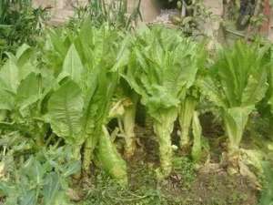 室内种植草坪(冬天这些蔬菜种植正合适，天气越冷长得越好，露地家庭全能种)