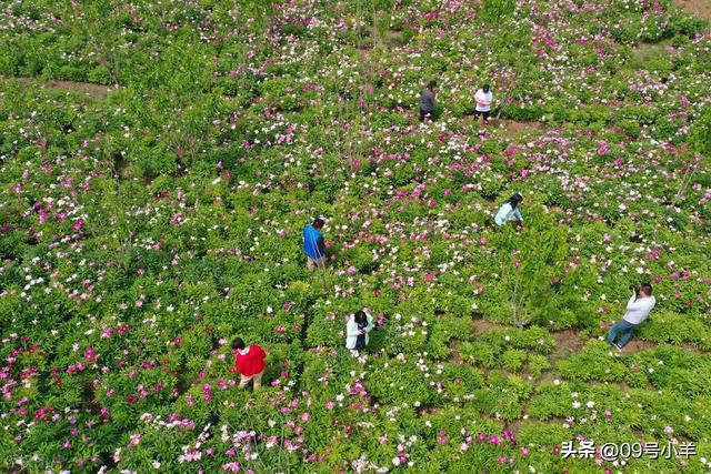 北京怀柔九渡河镇药材基地芍药花进入盛花期吸引市民拍照观赏