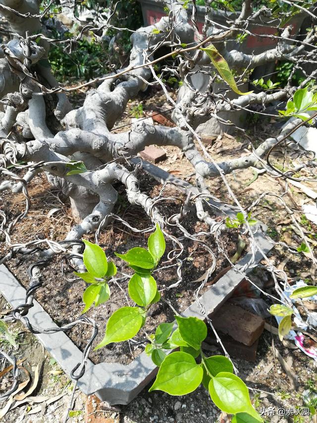 浅谈一棵半成形小叶朴盆景高压矮化始末的技术要领