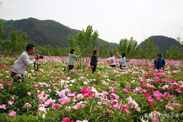 北京怀柔九渡河镇药材基地芍药花进入盛花期吸引市民拍照观赏