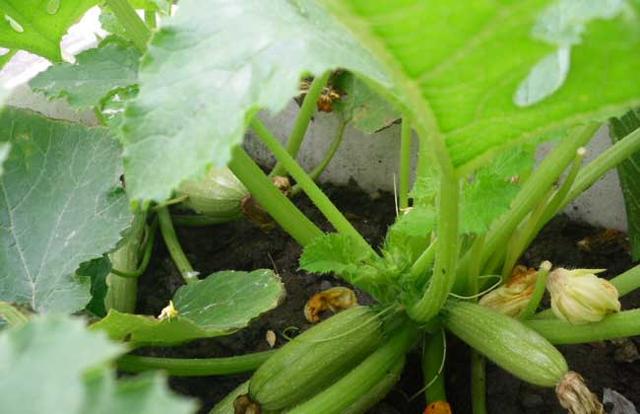 种植西葫芦：育苗、管理要注意，还有一点更不能忽视