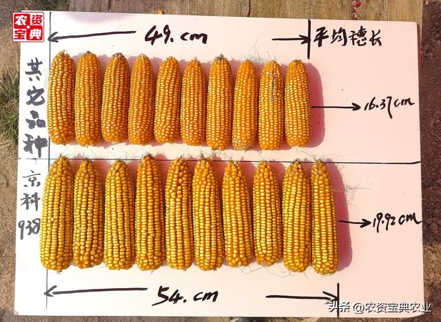 宽板粮典范，这个玉米品种亩产1018.6kg，农民喜开颜