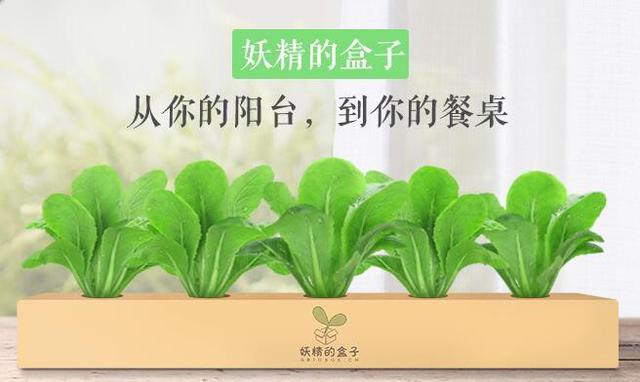 案例｜颠覆传统种植业，盒子里种蔬菜（附种植业创业方向）