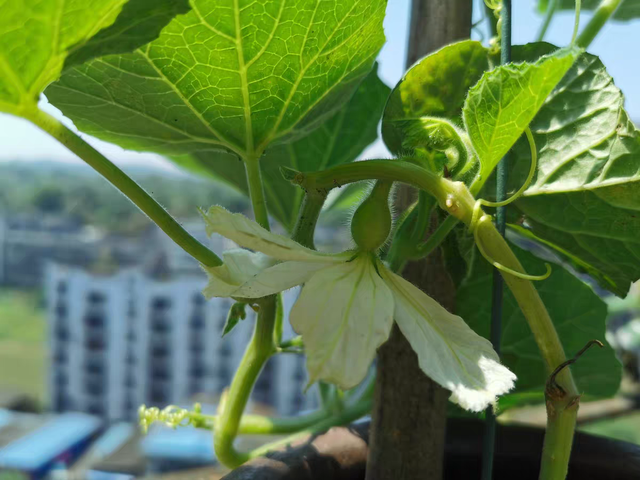 庭院种植文玩葫芦的方法与技巧