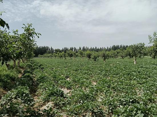 红薯种植助增收 拓宽村民致富路