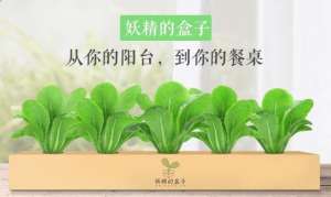 奶白菜种植(案例｜颠覆传统种植业，盒子里种蔬菜（附种植业创业方向）)