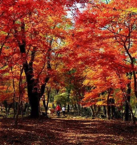 “浪漫红叶、多彩蛟河”