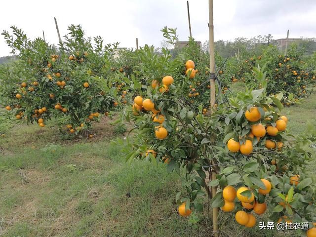 这个市种沃柑沙糖桔最多，水果面积投产及产量增长均广西第一