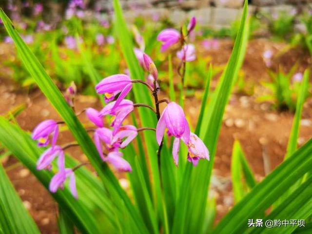 平坝区天龙镇白芨种植基地：白芨花开 开出村民致富路