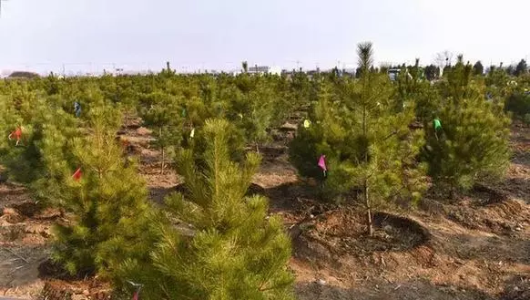 林业工程苗木培育及移植造林技术