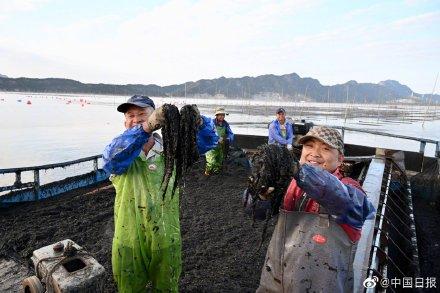 福建宁德霞浦海上紫菜迎来丰收季