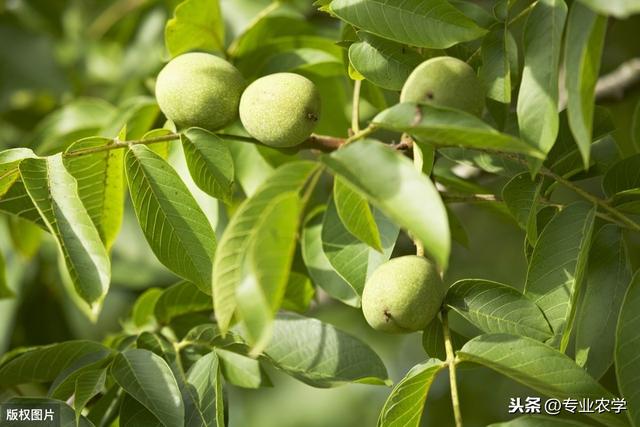 浅谈核桃栽培及管理技术要点，以下几点建议，好好收藏哦