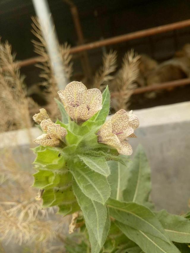 中药植物科普之毒性中药--天仙子