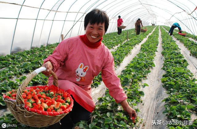 八九月份定植草莓刚刚好，这样栽种管理，缓苗成活率高不少