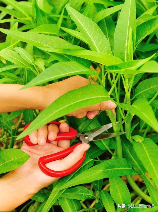 空心菜长哪？北方：土里一年割几茬，南方：“水中青龙”下饭神菜