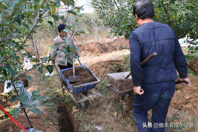 苹果园秋季底肥怎么施效果最好？注意这几点