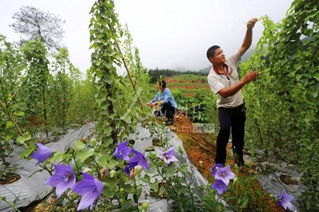 江西安福：中药材种植助农增收