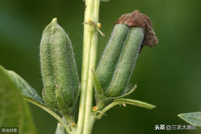 芝麻要高产，播种尽量浅！具体怎么管？专家给答案！