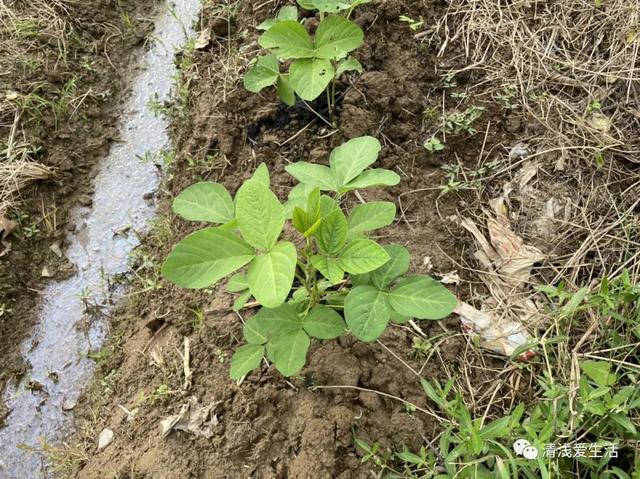 家庭种菜适合8月份播种的12种蔬菜