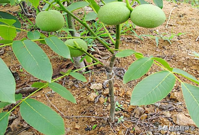 农民朋友切记：嫁接树苗应该这样处置和栽植